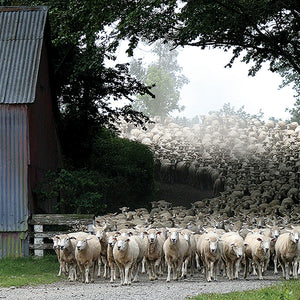 CORRIEDALE ULD - FARVET